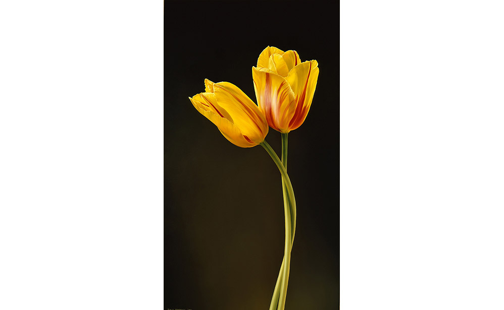 Twee Tulpen